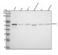 Anti-Smad2 Rabbit Monoclonal Antibody